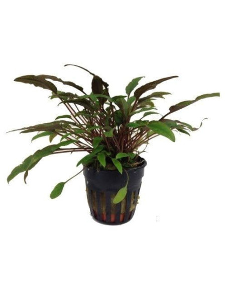 Cryptocoryne petchii ‘Syngapour’ – Origine France