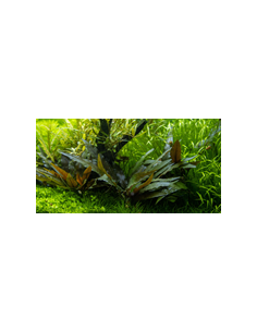 Cryptocoryne petchii ‘Syngapour’ – Origine France 2