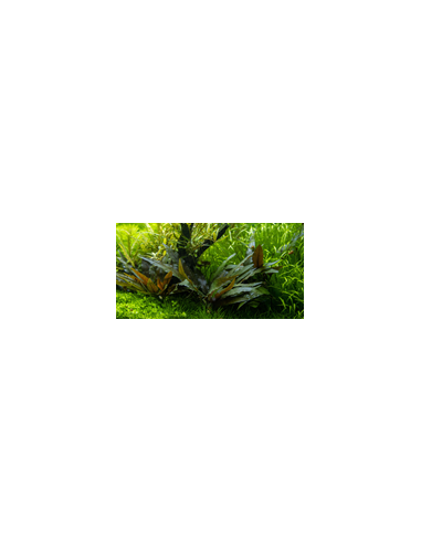 Cryptocoryne petchii ‘Singapour’ – Origine France