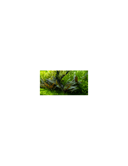 Cryptocoryne petchii ‘Singapour’ – Origine France
