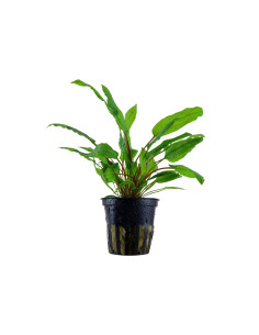 Cryptocoryne Wendtii verte – Origine France