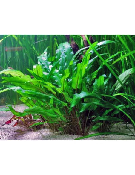 Cryptocoryne Wendtii verte – Origine France