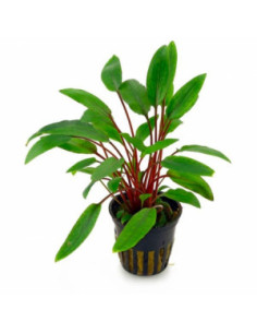 Cryptocoryne willisii – Origine France