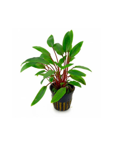 Cryptocoryne x willisii – Origine France