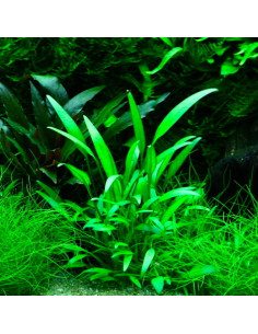 Cryptocoryne x willisii – Origine France 2