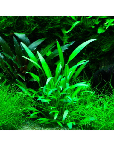 Cryptocoryne willisii – Origine France