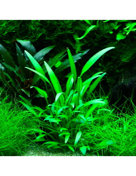 Cryptocoryne willisii – Origine France