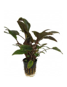 Cryptocoryne Wendtii Brune – Origine France