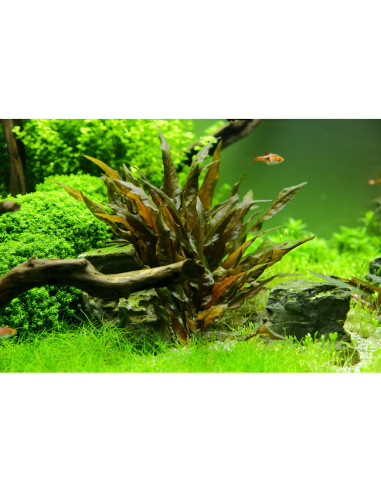 Cryptocoryne Wendtii Brune – Origine France