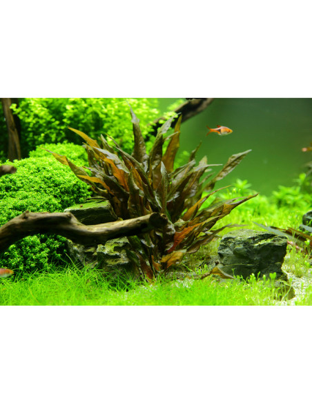 Cryptocoryne Wendtii Brune – Origine France