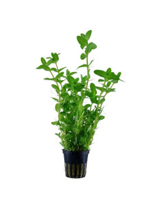 Bacopa Caroliniana – Origine France