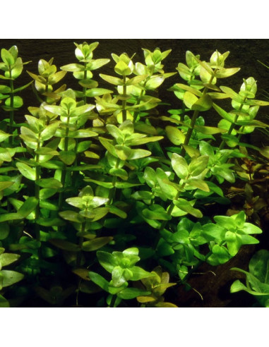 Bacopa Caroliniana – Origine France