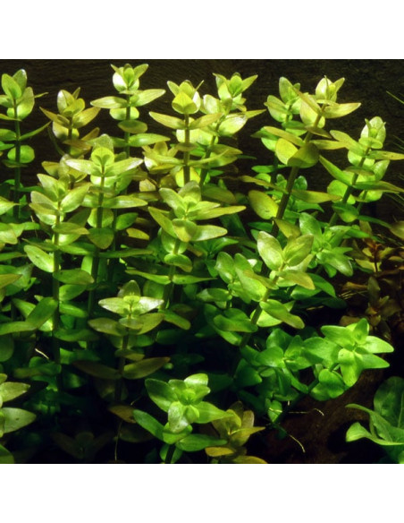 Bacopa Caroliniana – Origine France
