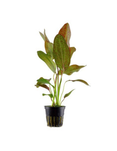 Echinodorus Ozelot – Origine France