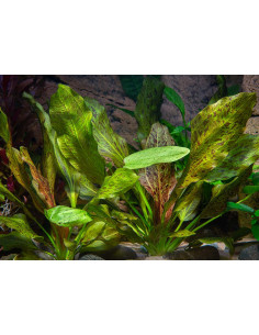 Echinodorus Ozelot Green – Origine France 2
