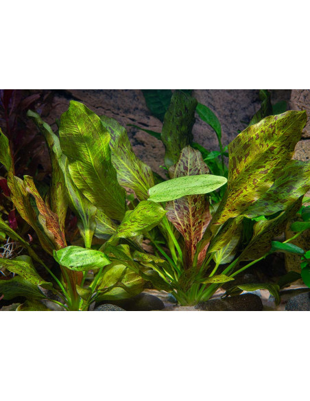 Echinodorus Ozelot Green – Origine France