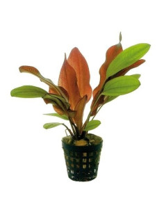 Echinodorus Red Flame – Origine France