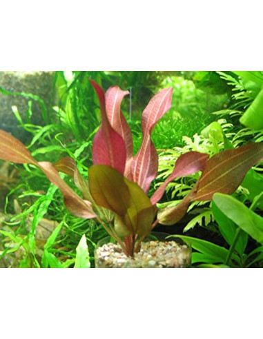 Echinodorus Red Flame – Origine France