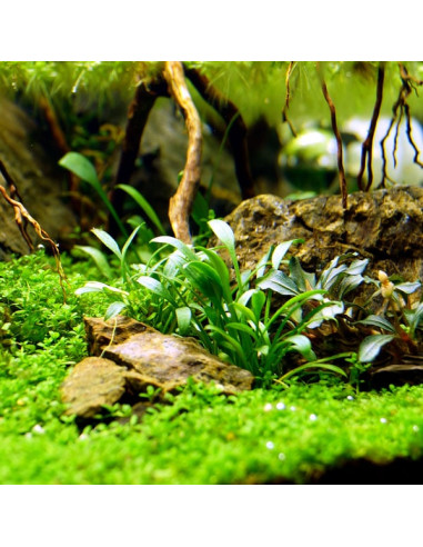 Cryptocoryne Parva - Invitro Origne France