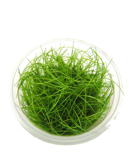 Eleocharis parvula - Invitro Origne France