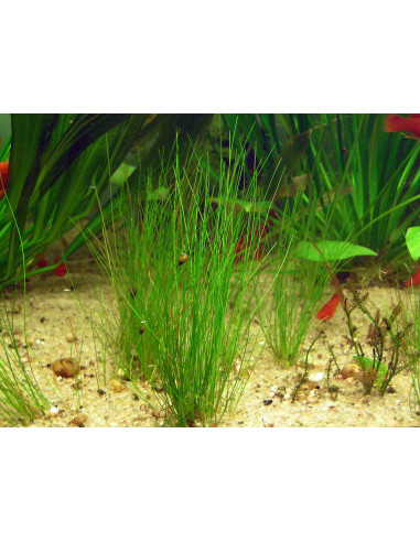 Eleocharis parvula - Invitro Origne France