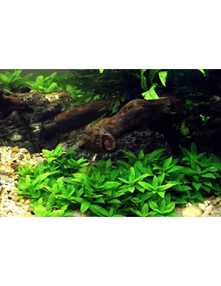 Staurogyne Repens - Invitro Origne France