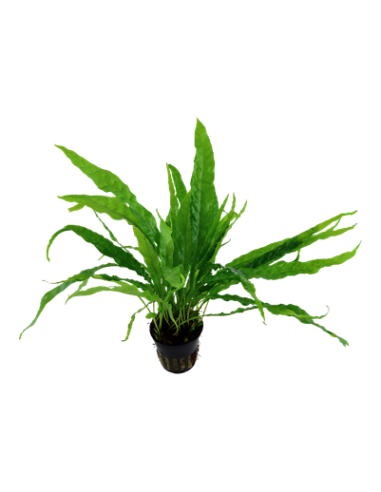 Microsorum pteropus – Origine France