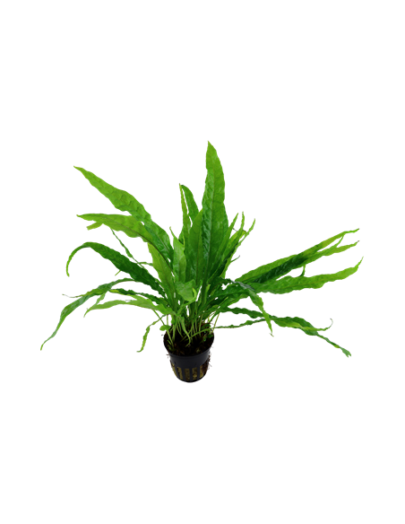 Microsorum pteropus – Origine France