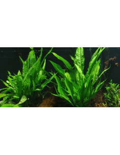Microsorum pteropus – Origine France 2
