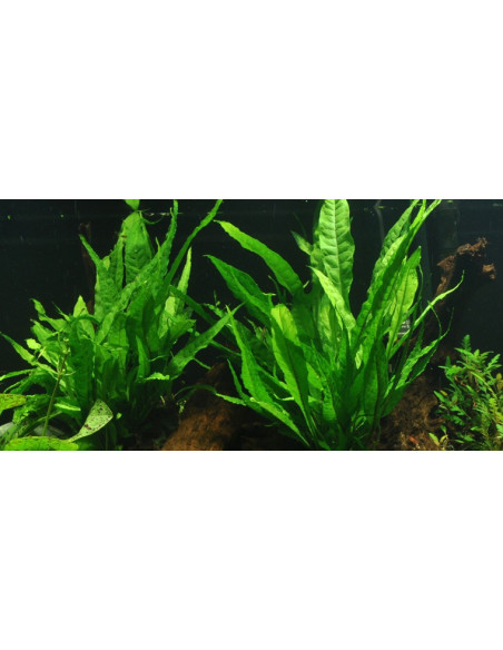 Microsorum pteropus – Origine France