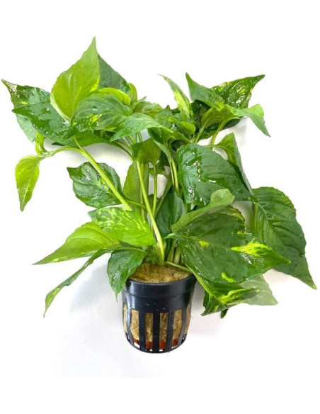 Nomaphila sp variegata – Origine France