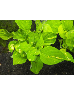 Nomaphila sp variegata – Origine France 2