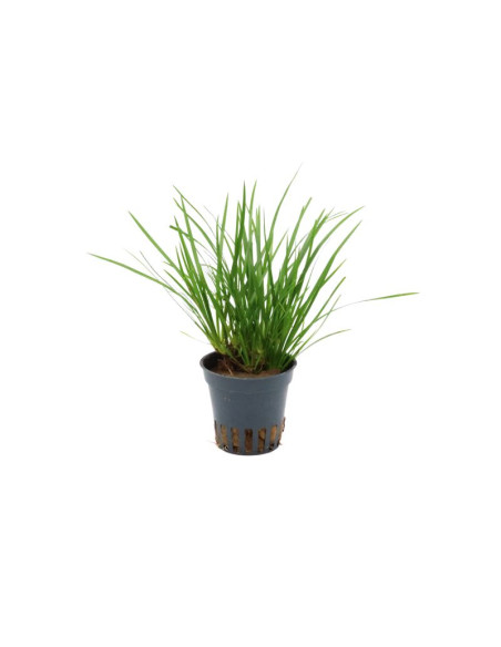 Acorus pusillus – Origine France