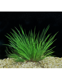 Acorus pusillus – Origine France 2