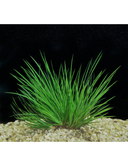 Acorus pusillus – Origine France