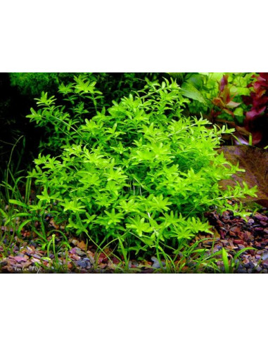 Micranthemum Micranthemoides - Origne France