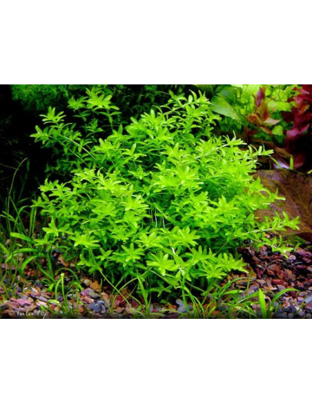 Micranthemum Micranthemoides - Origne France