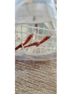 Neocaridina davidi "Fire Red” 1-1,5cm ( lot de 10)