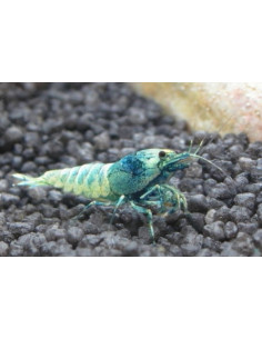 Caridina Cantonensis sp. Blue Bolt 1-1,5cm lot de 10 pcs