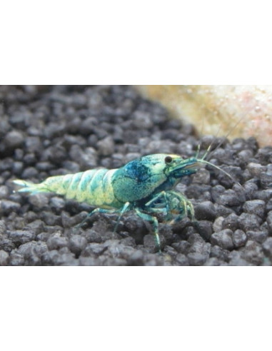 Caridina Cantonensis sp. Blue Bolt 1-1,5cm lot...