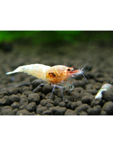 Caridina Cantonensis sp. Red Bolt 1-1,5cm lot...