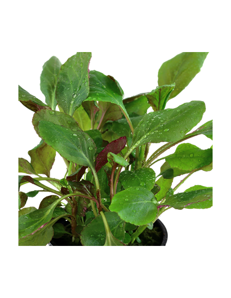 Lobelia cardinalis – Origine France