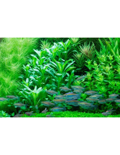 Lobelia cardinalis – Origine France 2