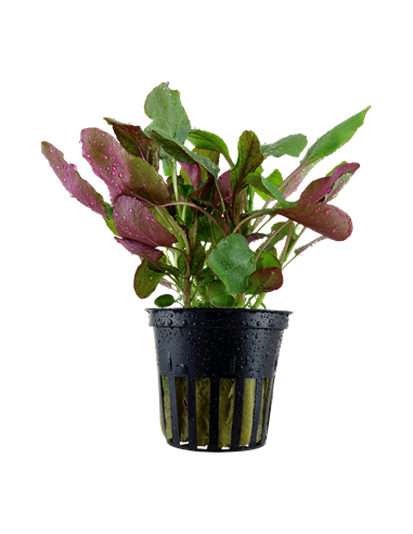 Lobelia cardinalis – Origine France