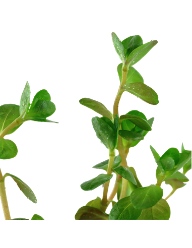 Rotala rotundifolia – Origine France