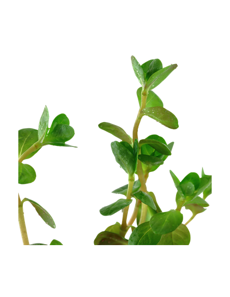 Rotala rotundifolia – Origine France