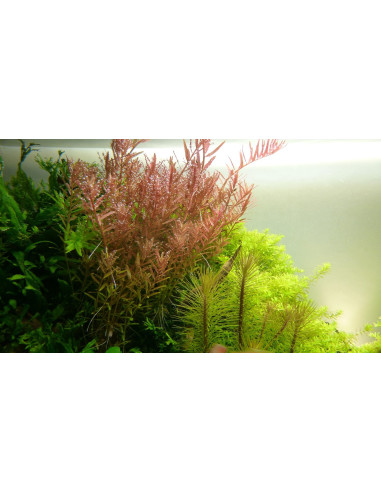 Rotala rotundifolia – Origine France