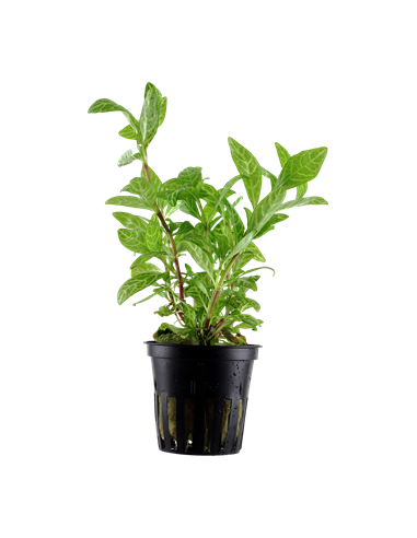 Hygrophila Polysperma Rosaenervig – Origine France