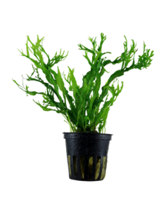 Microsorium Windelow – Origine France