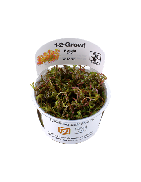 Rotala rotundifolia 'H'ra' - Invitro